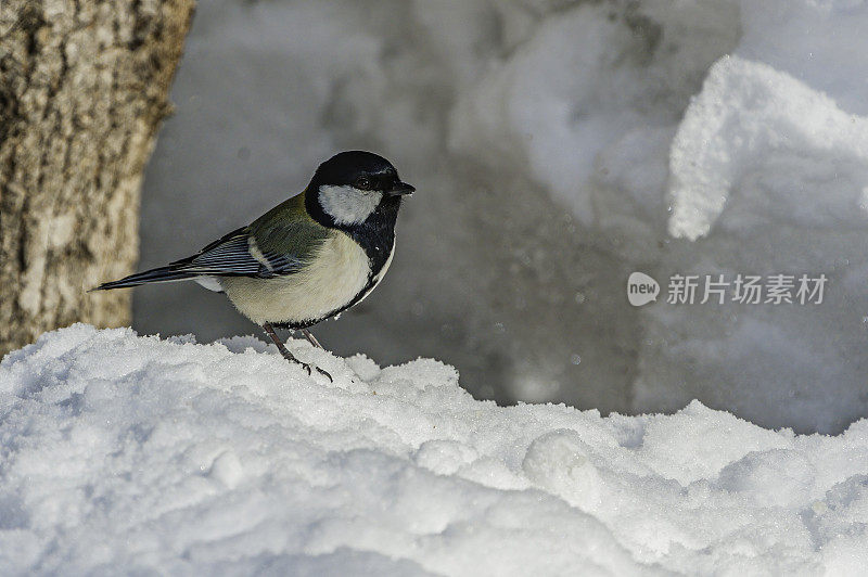 日本山雀(Parus minor)，也被称为东方山雀，是一种雀形目鸟类，取代了类似的大山雀在日本。山雀科，山雀科。日本北海道岛草沙罗湖附近。